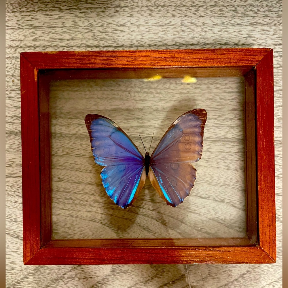 Butterfly - Picture 3 of 5
